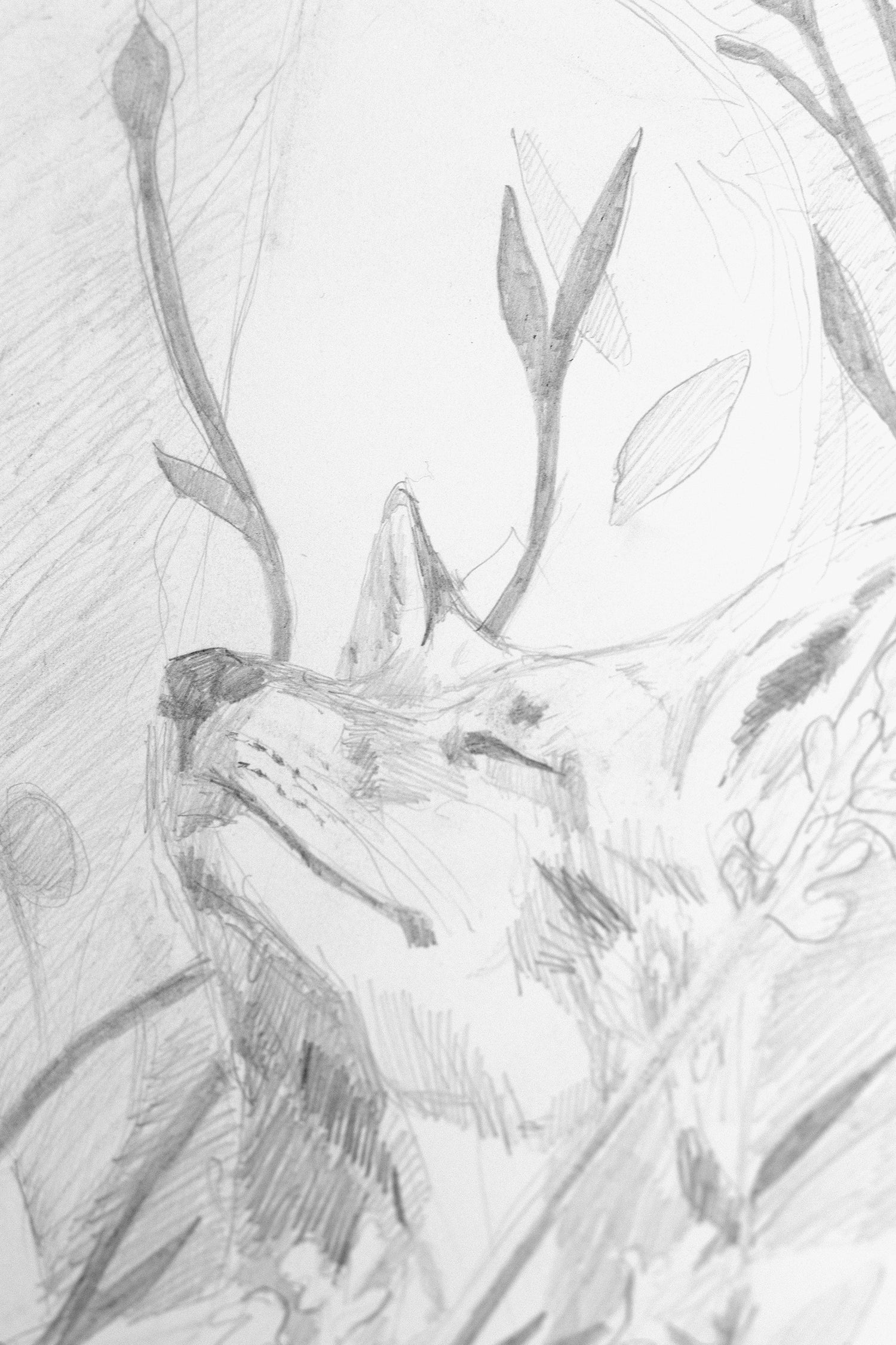 Close-up detail of Fox Glow, a soft pencil drawing showing a fox’s face with closed eyes and delicate sketch marks, conveying calm, warmth, and connection with nature.