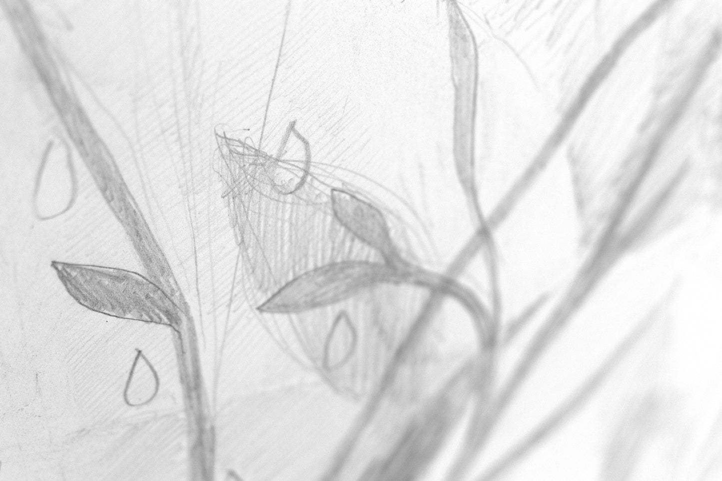 Delicate pencil drawing detail from Fox Glow showing soft leaves, flowing stems, and raindrop shapes, with light sketch marks creating a calm, dreamlike atmosphere.